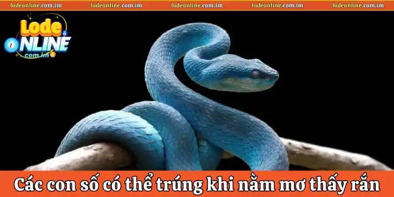 Các con số có thể trúng khi nằm mơ thấy rắn